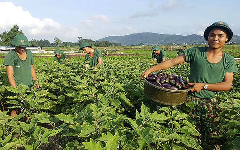 Chiến sĩ Tiểu đoàn 16 (Sư đoàn 395, Quân khu 3) thu hoạch cà tím trên mảnh đất đơn vị mượn của người dân. Ảnh: ANH DŨNG