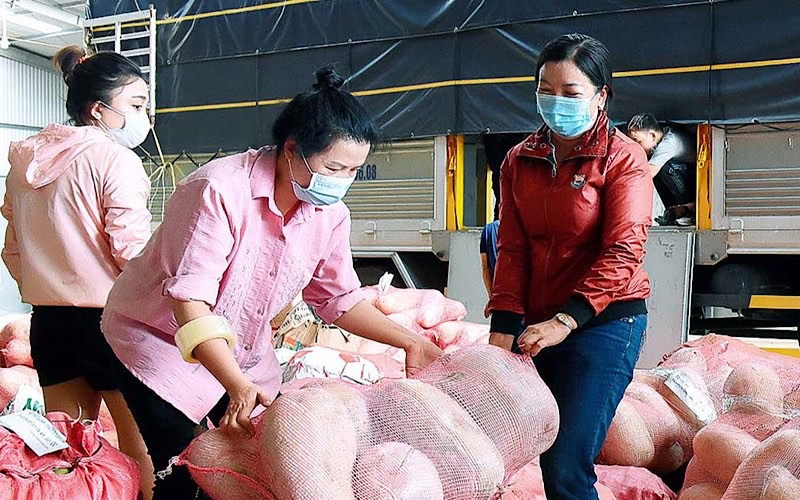 Rau củ người dân Gia Lai đưa đến nhóm thiện nguyện để đóng gói chuyển đi hỗ trợ người dân TP Hồ Chí Minh. (Ảnh: Đức Thụy)