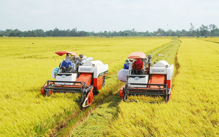 Thu hoạch lúa ở đồng bằng sông Cửu Long. (Nguồn: baochinhphu.vn)