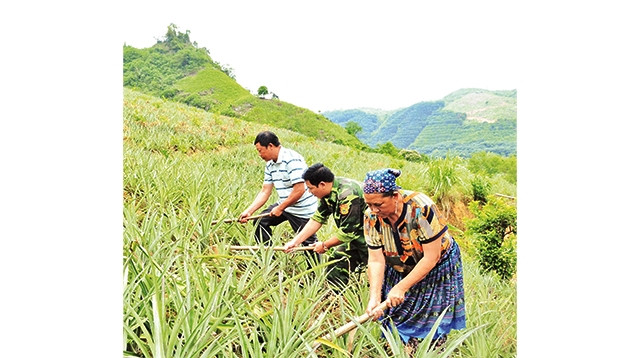 Vợ chồng ông Thào Dìn chăm sóc nương dứa nhà mình.