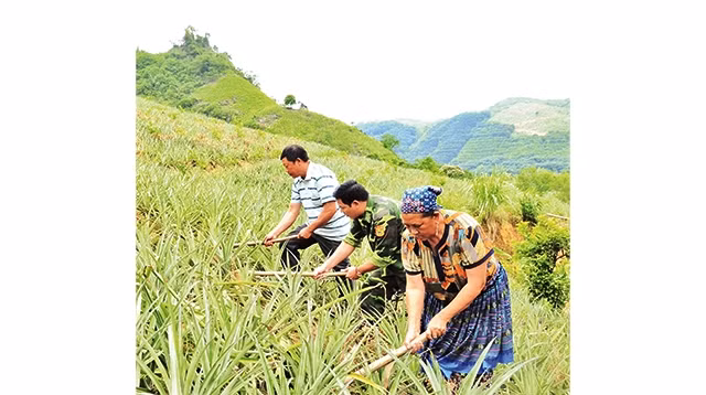 Vợ chồng ông Thào Dìn chăm sóc nương dứa nhà mình.