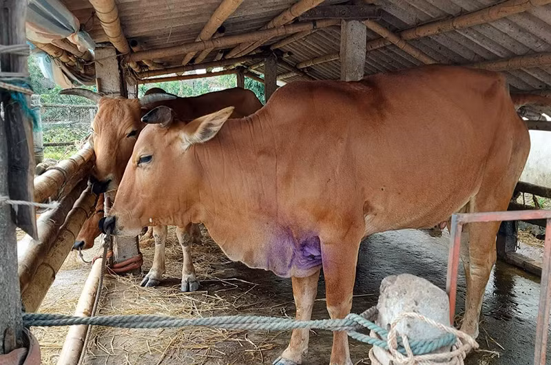 Sau gần bốn tháng xuất hiện, bệnh viêm da nổi cục trên trâu, bò đã lan ra chín huyện trên địa bàn tỉnh Nam Định.