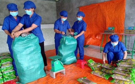 Đóng gói sản phẩm miến dong tại HTX Tài Hoan. 
