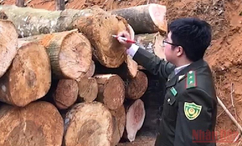 Cán bộ Hạt Kiểm lâm rừng ATK Định Hóa đo đếm, thu giữ số gỗ khai thác trái phép tại hiện trường. 