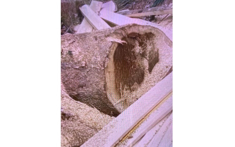 Cây gỗ bị chặt phá còn bỏ lại tại Tiểu khu 720.