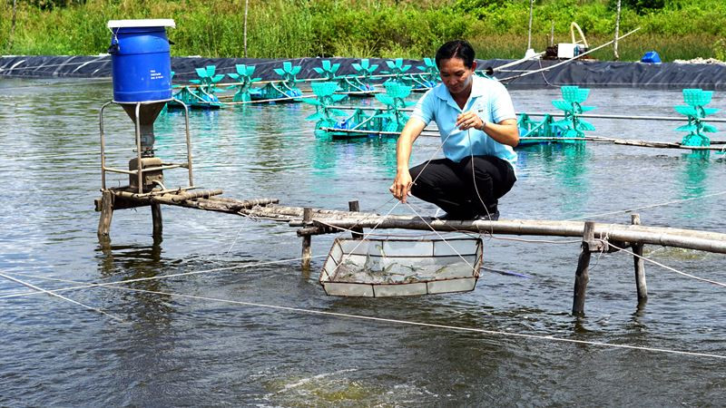 Chủ tịch Hợp tác xã nuôi tôm năng suất cao Tân Hưng thăm ao tôm đến lứa nhưng không thu hoạch vì giá đang giảm.