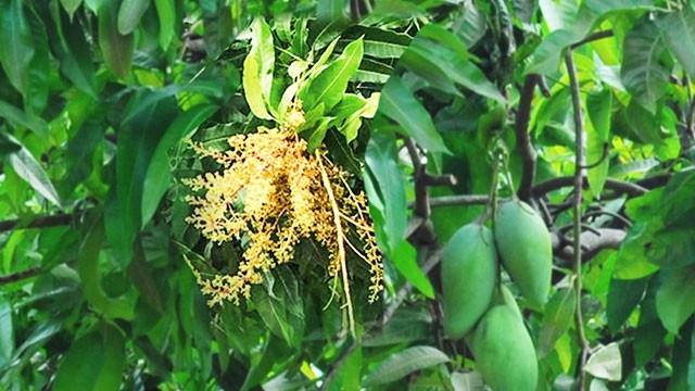 Những mùa hoa quê