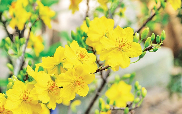 Kiên cường Việt Nam!