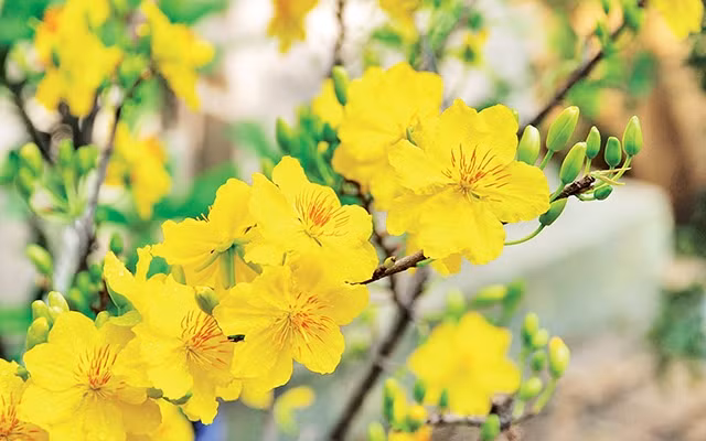 Kiên cường Việt Nam!