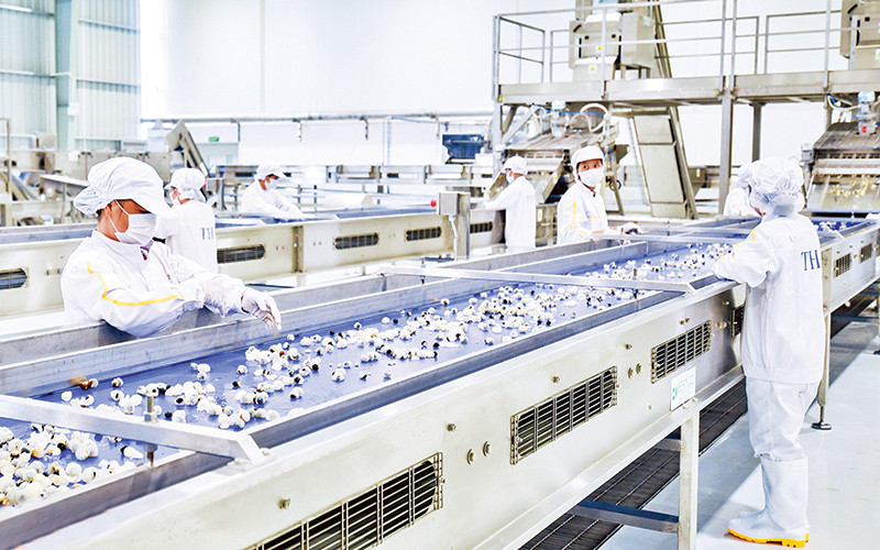 Chế biến quả và thảo dược tại nhà máy của Tập đoàn TH đầu tư tại xã Lóng Luông, huyện Vân Hồ (tỉnh Sơn La). Ảnh | TUỆ LINH