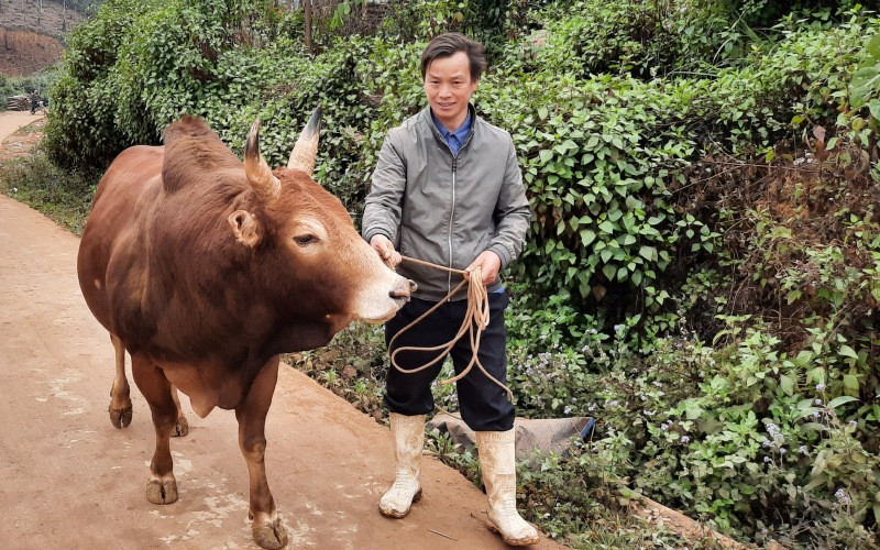 Chủ động phòng bệnh cho gia súc, người chăn nuôi cần theo dõi diễn biến sức khỏe đàn vật nuôi.