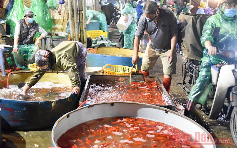 Chợ cá Yên Sở nhộn nhịp mua bán cá chép cúng ông Công, ông Táo