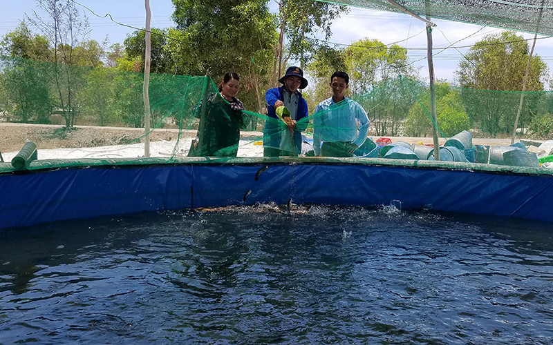 Anh Trần Kim Phi (đứng giữa) nuôi cá lóc trong ao xi-măng lót bạt khác với cách nuôi thông thường trên đất cát.
