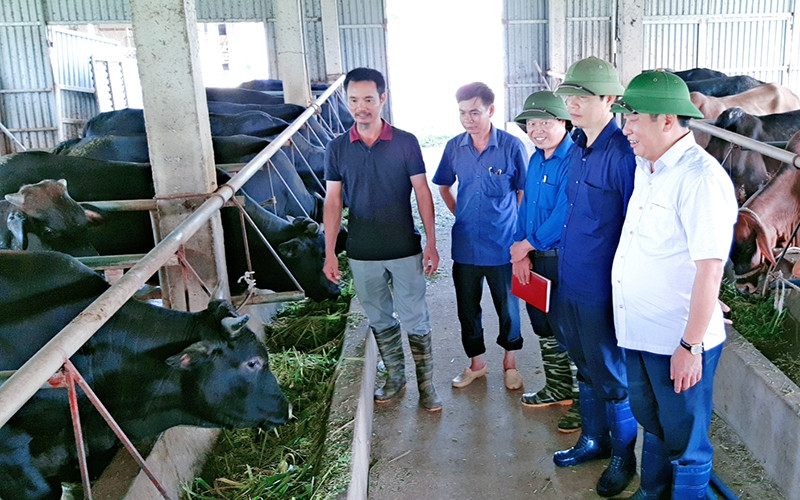 Lãnh đạo huyện Hưng Hà (Thái Bình) tham quan trang trại nuôi bò thương phẩm và bò sinh sản cho hiệu quả kinh tế cao tại xã Tân Hóa.