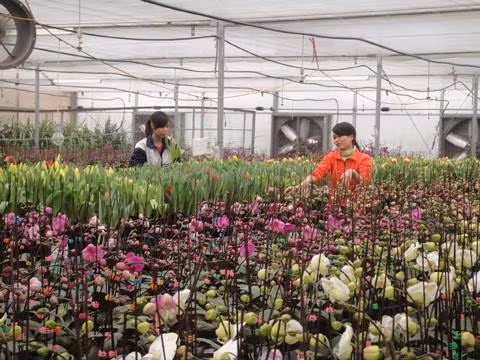 Lai tạo giống hoa Lan Hồ Điệp mới tại trung tâm nghiên cứu phát triển hoa, cây cảnh.