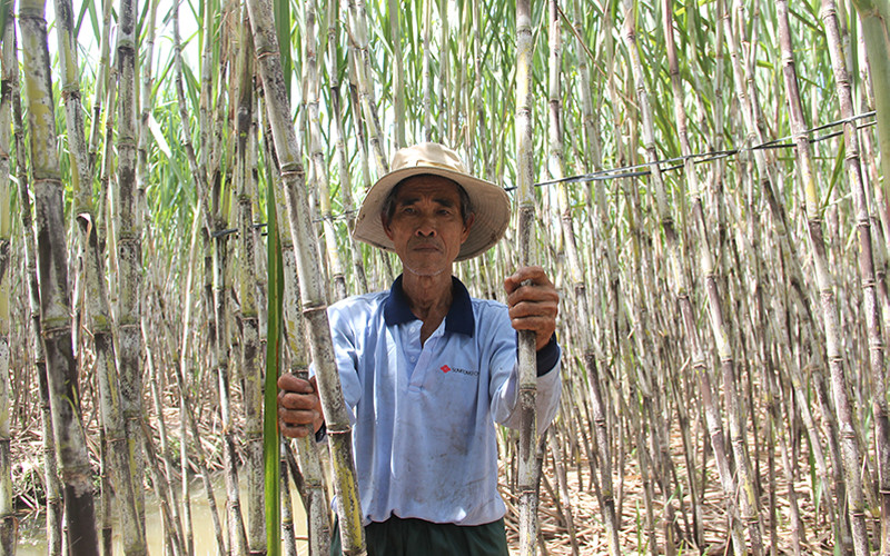 Người trồng mía Hậu Giang lo lắng trước khả năng Nhà máy đường ngưng hoạt động.
