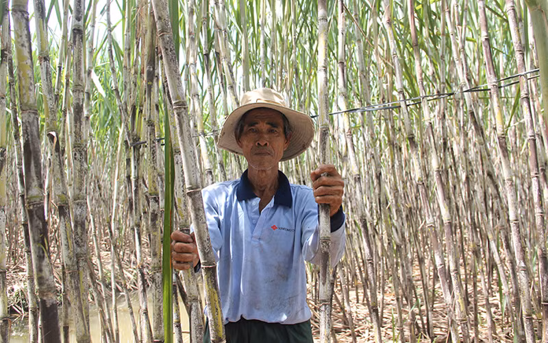 Người trồng mía Hậu Giang lo lắng trước khả năng Nhà máy đường ngưng hoạt động.