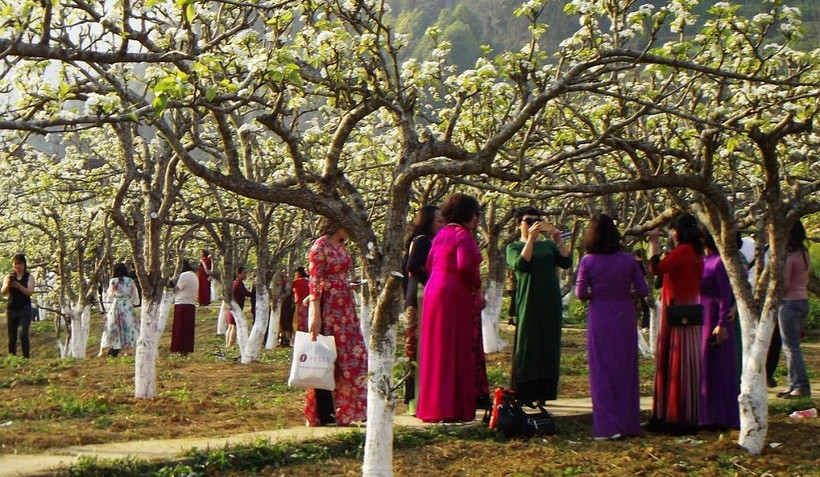 Du khách nữ đổ về ngắm hoa lê trắng Bắc Hà dịp 8-3.