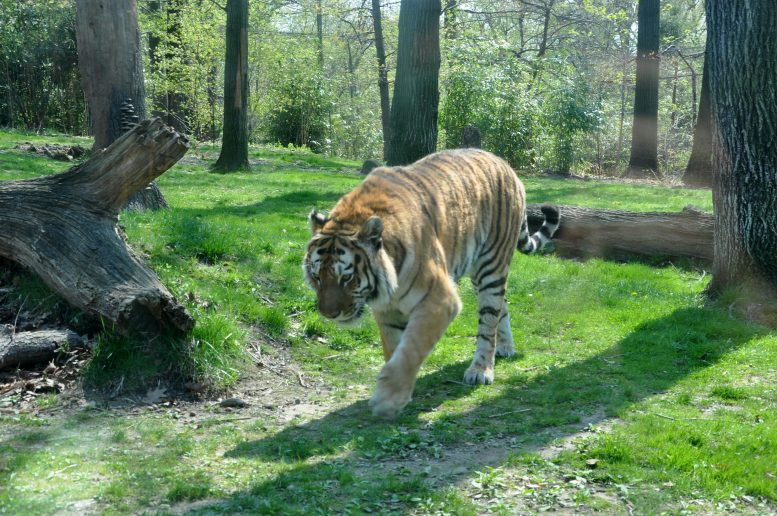 Sự khai thác quá mức động vật có vú trong y học cổ truyền góp phần đẩy loài vật đến nguy cơ tuyệt chủng. Ảnh: Itamar Barbosa.