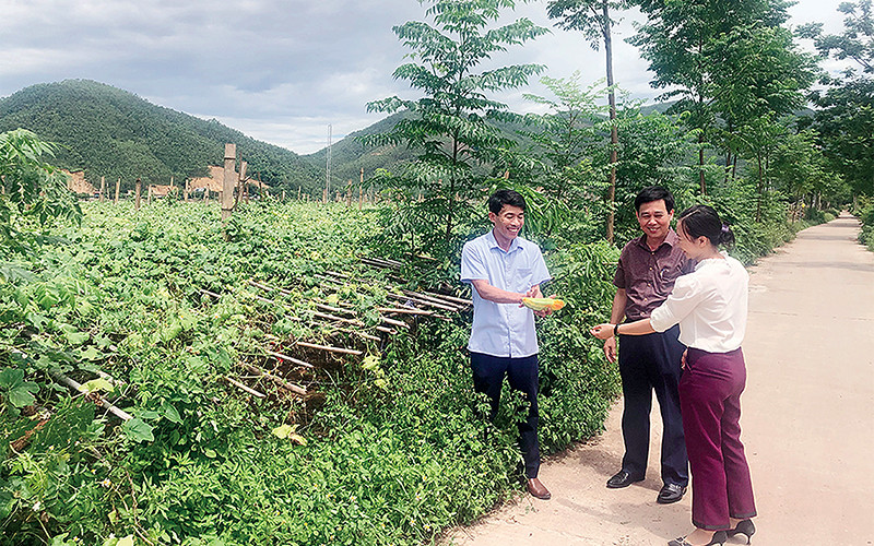 Nhờ đội ngũ cán bộ chủ chốt năng động, sâu sát cơ sở và đời sống nhân dân, góp phần hình thành nhiều mô hình sản xuất nông nghiệp phù hợp với điều kiện thực tế của xã Tu Vũ (huyện Thanh Thủy). Ảnh: ÁNH DƯƠNG