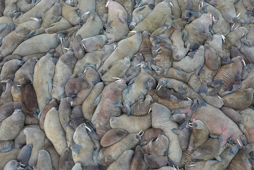 Quần thể hãi mã này được phát hiện trên bờ biển Kara, bán đảo Yama, Nga. Ảnh: Reuters.