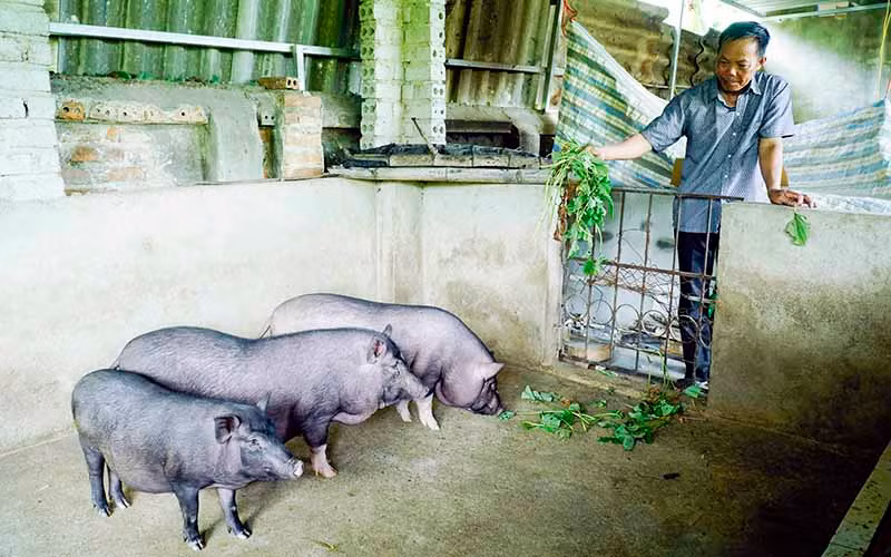 Chăm sóc đàn lợn nái cẩn thận nhưng ông Trần Văn Thuận (xã Thanh Xương, huyện Ðiện Biên, tỉnh Ðiện Biên) lo lắng khi dịch tái bùng phát trên địa bàn.