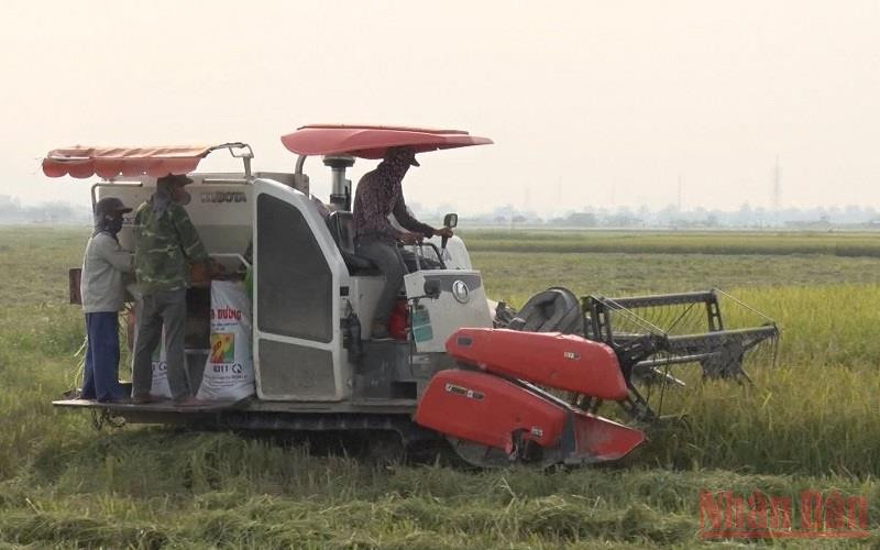 Thu hoạch lúa tại xã Đồng Hóa, huyện Kim Bảng. 