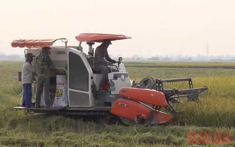 Thu hoạch lúa tại xã Đồng Hóa, huyện Kim Bảng. 