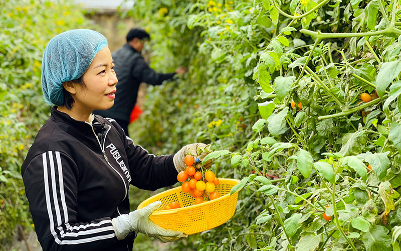 Người dân xã Yên Phú (huyện Yên Mỹ, Hưng Yên) thu hoạch rau quả vụ đông. Ảnh: SƠN HÀ 