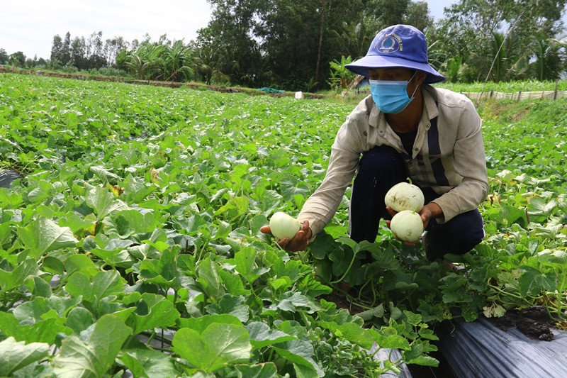Dưa lê của bà Liễu đã quá ngày thu hoạch, nhưng không có người mua.