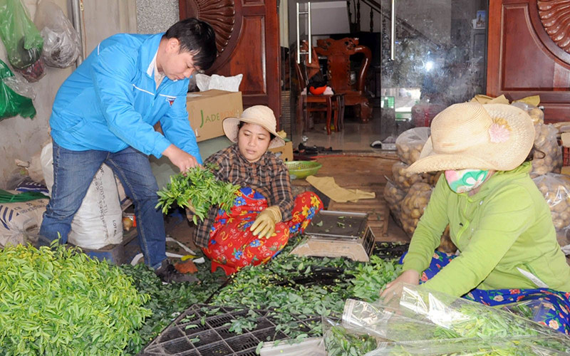 Khâu lựa chọn, đóng gói rau tại Công ty Trách nhiệm hữu hạn Agri Đức Tiến. Ảnh: VĂN BẢO