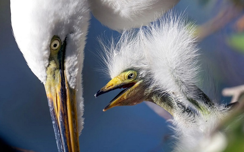 Những bức ảnh ấn tượng về động vật hoang dã