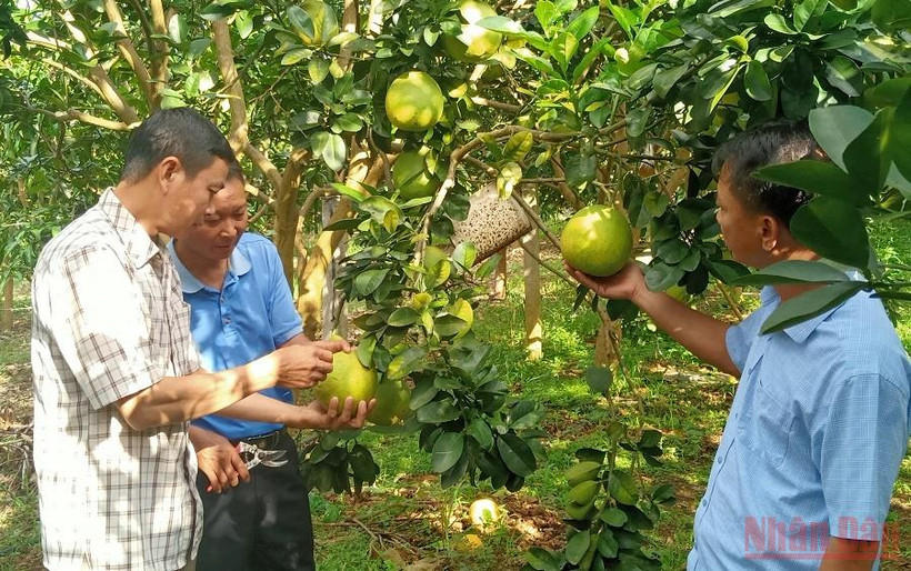 Lãnh đạo xã Hát Lót và cán bộ Phòng Nông nghiệp huyện Mai Sơn nắm tình hình tiêu thụ bưởi tại bản Nà Cang, xã Hát Lót. (Ảnh: QUỐC TUẤN)