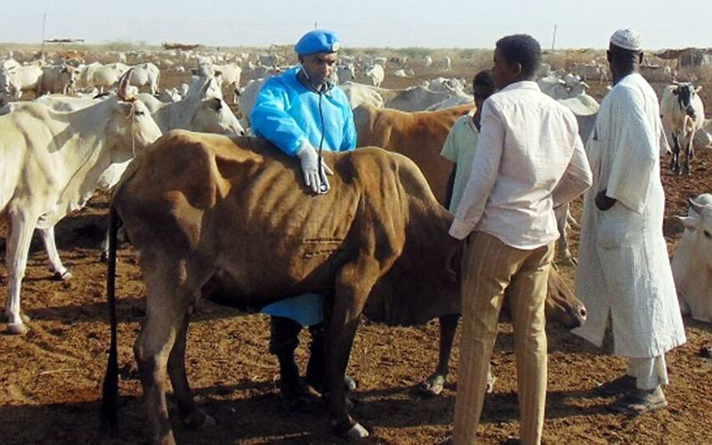 Chiến sĩ mũ nồi xanh truyền đạt kiến thức chăn nuôi cho người dân Nam Sudan. (Ảnh LIÊN HỢP QUỐC)