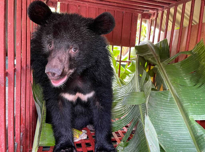 Gấu Wonder có yếm chữ W trước ngực, trong lồng vận chuyển trên đường về.
