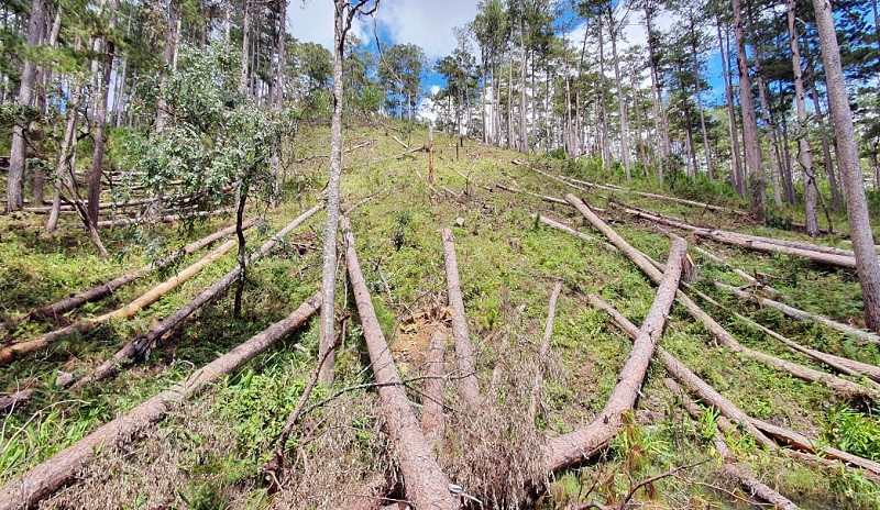 Rừng thông tự nhiên bị tàn phá nằm ngổn ngang giữa rừng.