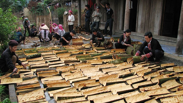 Quế trở thành cây thoát nghèo ở Yên Bái. (Ảnh minh họa: Thanh Sơn - Đức Khải)