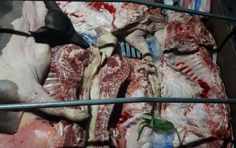 Số thịt lợn được phát hiện đều có kết quả xét nghiệm dương tính với virus dịch tả lợn châu Phi.