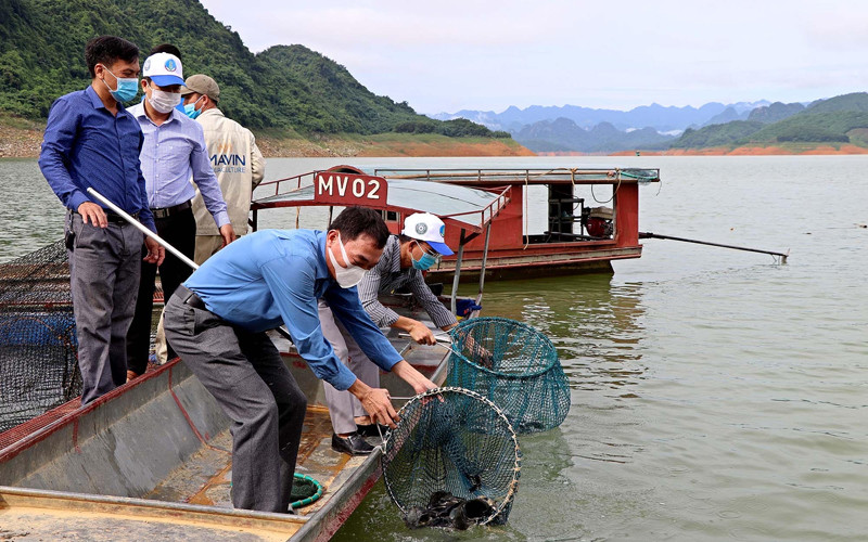 Chi cục thuỷ sản Hoà Bình và các tổ chức cá nhân đang thả cá tại lòng hồ Hoà Bình. 
