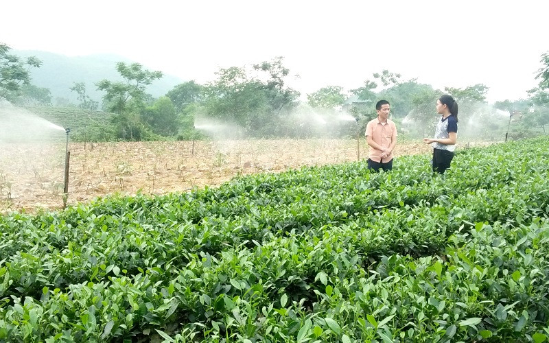 Hệ thống tưới tự động, tưới xoay chiều, ứng dụng tưới tiết kiệm vào mùa khô ở xã Tân Cương, TP Thái Nguyên.