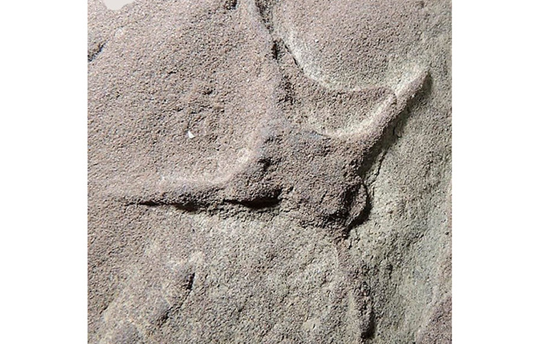 Dấu chân chim mới được phát hiện. (Nguồn: TTXVN/diariomarca.com.mx)