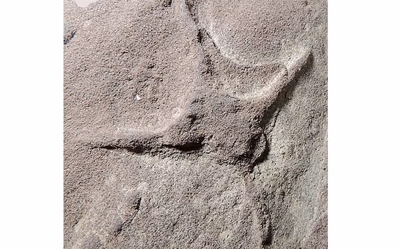 Dấu chân chim mới được phát hiện. (Nguồn: TTXVN/diariomarca.com.mx)