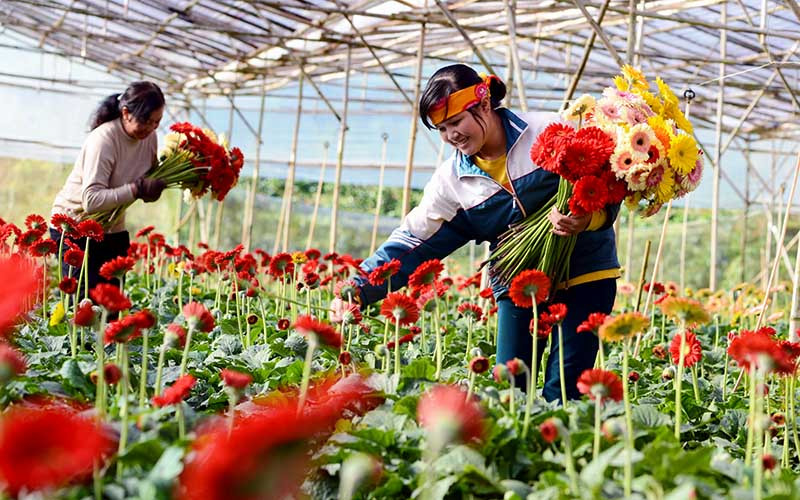 Người dân làng hoa Vạn Thành, TP Đà Lạt thu hoạch hoa đồng tiền. Ảnh: MAI VĂN BẢO