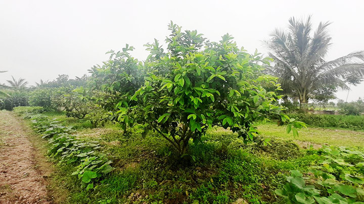 Những cây ổi bo ở TP Thái Bình không còn nhiều.