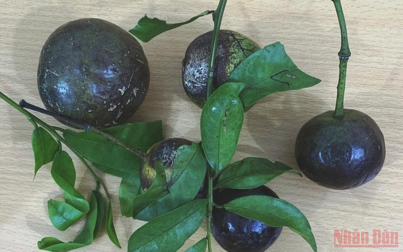 Quả hồng trâu gây ngộ độc cho gần 20 em học sinh. (Ảnh: QUỐC HỒNG)