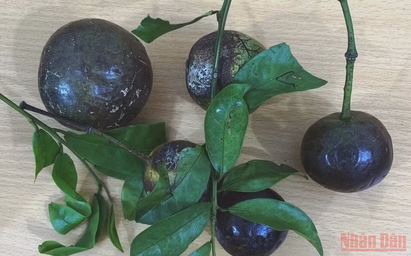 Quả hồng trâu gây ngộ độc cho gần 20 em học sinh. (Ảnh: QUỐC HỒNG)