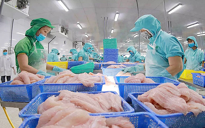 Chế biến cá tra phi lê xuất khẩu ở nhà máy của Công ty cổ phần Đầu tư phát triển đa quốc gia (Tập đoàn Sao Mai) tại Khu công nghiệp Vàm Cống, huyện Lấp Vò (Đồng Tháp). Ảnh: VŨ SINH