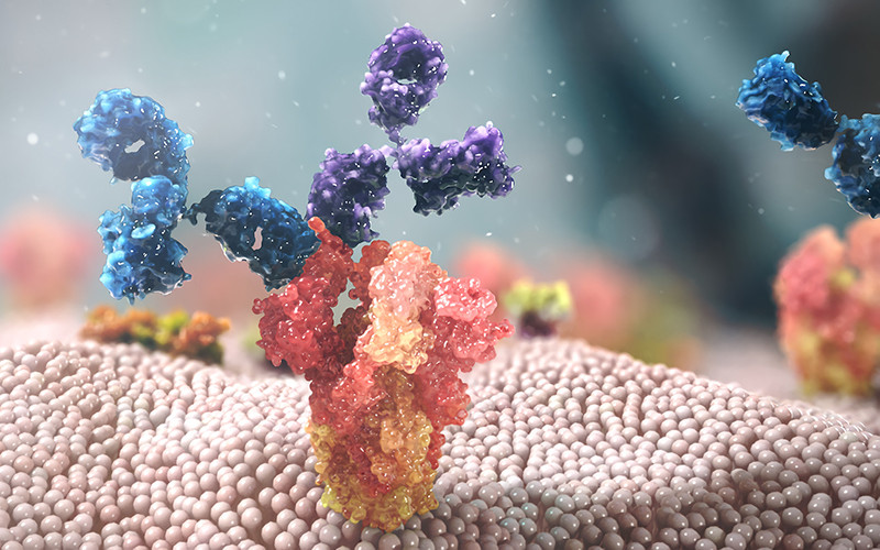 Ảnh minh họa cơ chế hoạt động của Evusheld. (Nguồn AstraZeneca)