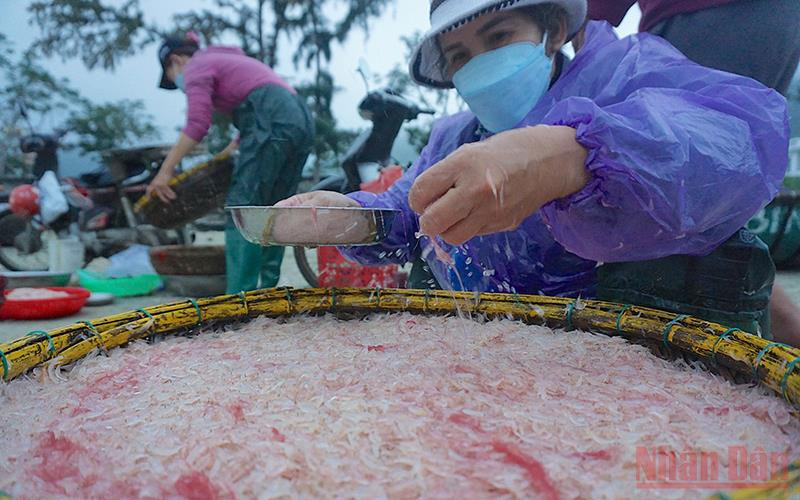 Ngư dân ven biển Đà Nẵng thu tiền triệu mỗi ngày nhờ trúng đậm mùa ruốc biển.