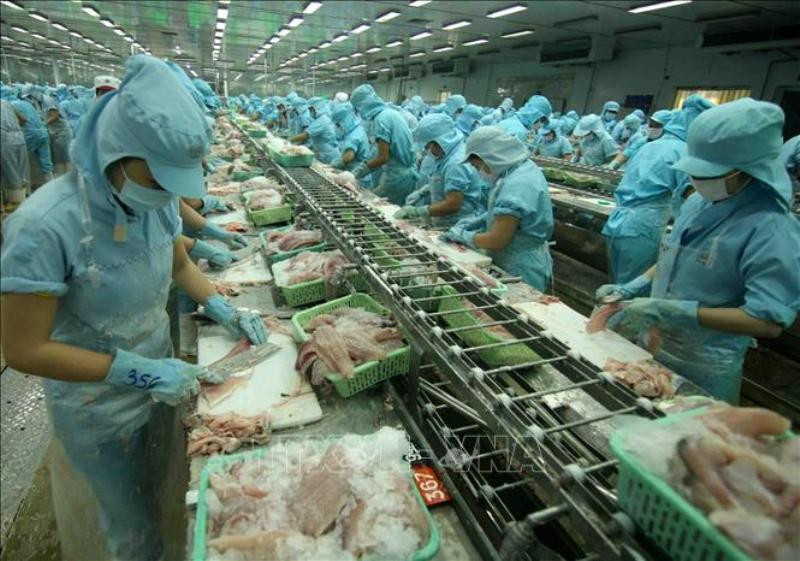 Ngành thủy sản đối mặt với nhiều khó khăn thách thức trong những tháng cuối năm. (ảnh TTXVN)